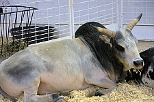 Children’s Health Barnyard