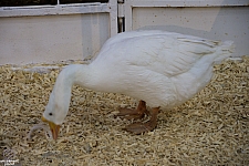 Children’s Health Barnyard