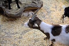 Children’s Health Barnyard