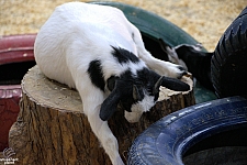 Children’s Health Barnyard