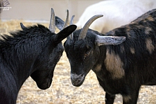 Children’s Health Barnyard