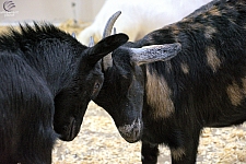 Children’s Health Barnyard