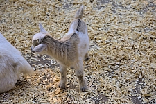 Children’s Health Barnyard