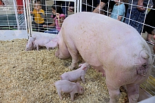 Children’s Health Barnyard
