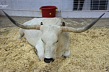 Children’s Health Barnyard