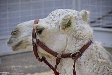 Children’s Health Barnyard