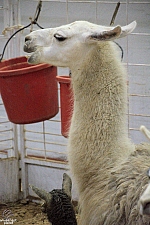 Children’s Health Barnyard