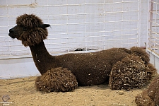 Children’s Health Barnyard