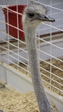 Children’s Health Barnyard