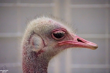 Children’s Health Barnyard