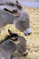 Children’s Health Barnyard