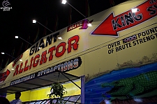 Giant Alligator