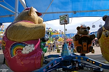Bear Affair