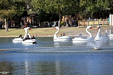 Swan Boats