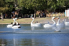 Swan Boats