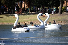 Swan Boats