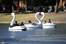 Swan Boats