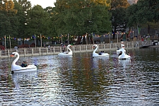 Swan Boats