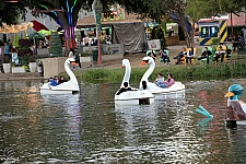 Swan Boats