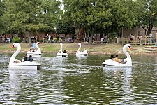 Swan Boats