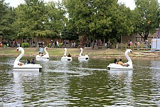 Swan Boats