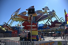 Kite Flyer