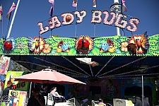 Lady Bugs