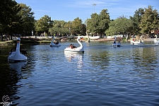 Swan Boats