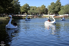 Swan Boats