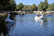 Swan Boats