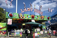 Lady Bugs