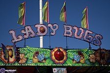 Lady Bugs