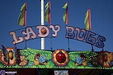 Lady Bugs