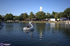 Swan Boats