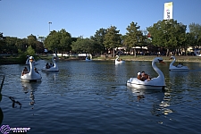 Swan Boats
