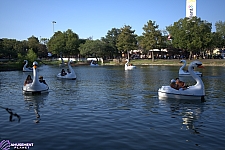 Swan Boats