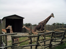Wild Adventures
