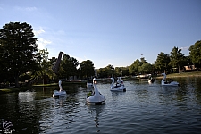 tsf25-swan004