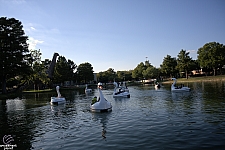 tsf25-swan006