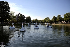 tsf25-swan011