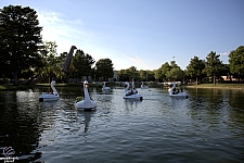tsf25-swan012